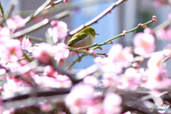 薄紅色の梅の花とメジロ 
