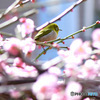 薄紅色の梅の花とメジロ 