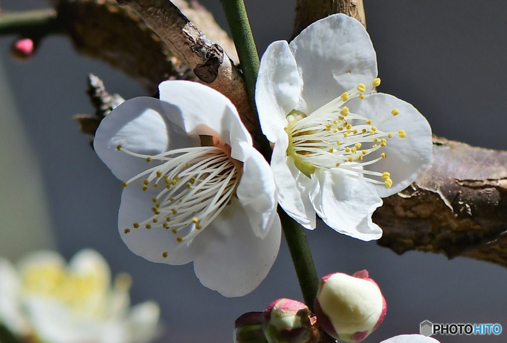 庭に咲いた梅の花 23-050