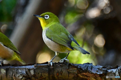野山の鳥 207 