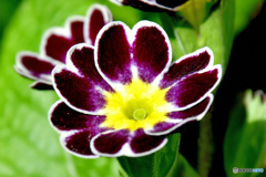 春 庭に咲いた花