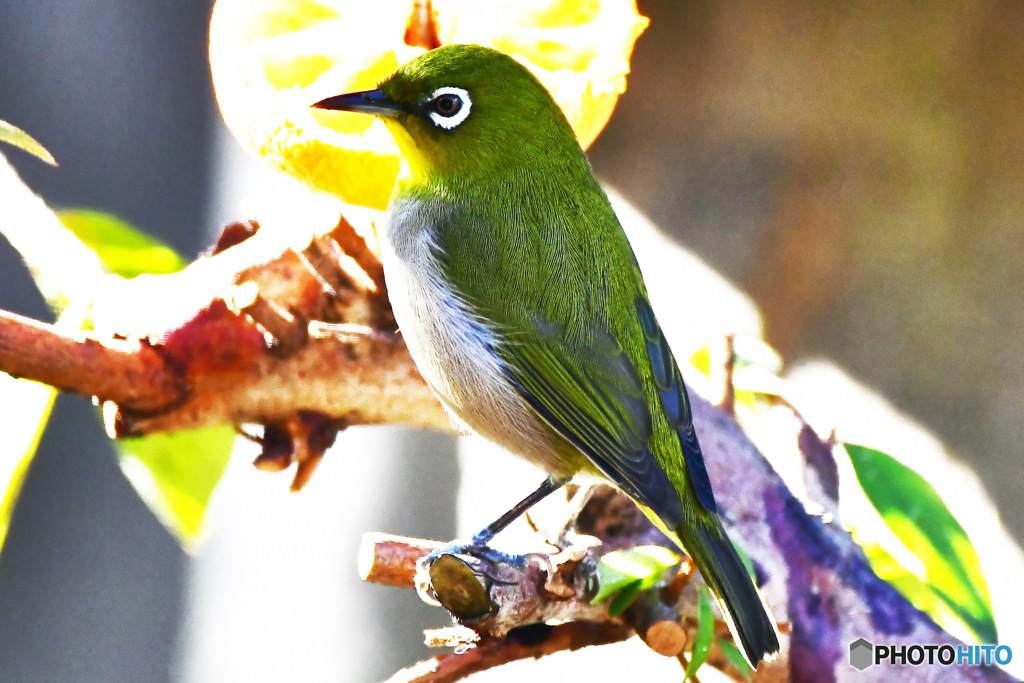 野山の鳥 23-004 メジ君