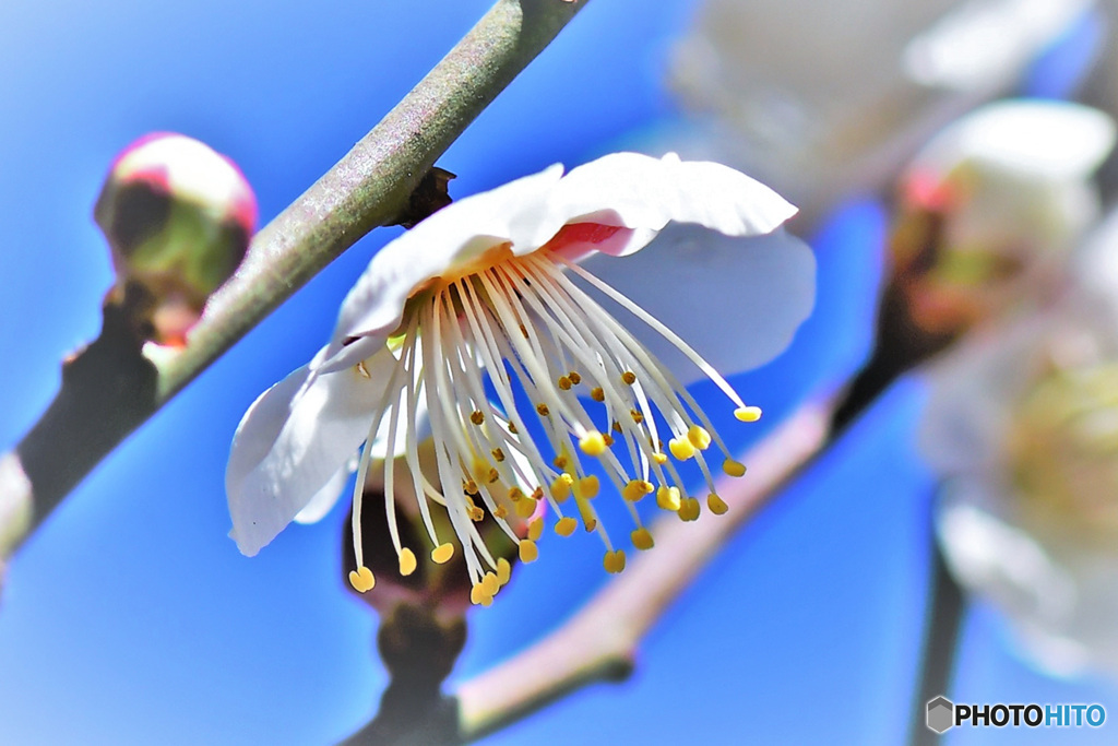 青空と白梅 22-033