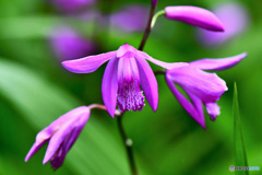 紫蘭の花 22-280