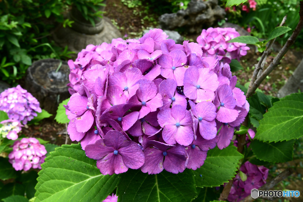 庭に咲いたあじさいの花 