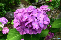 庭に咲いたあじさいの花 