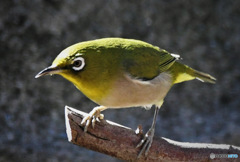 野山の鳥 23-117  陽を浴びるメジ君 