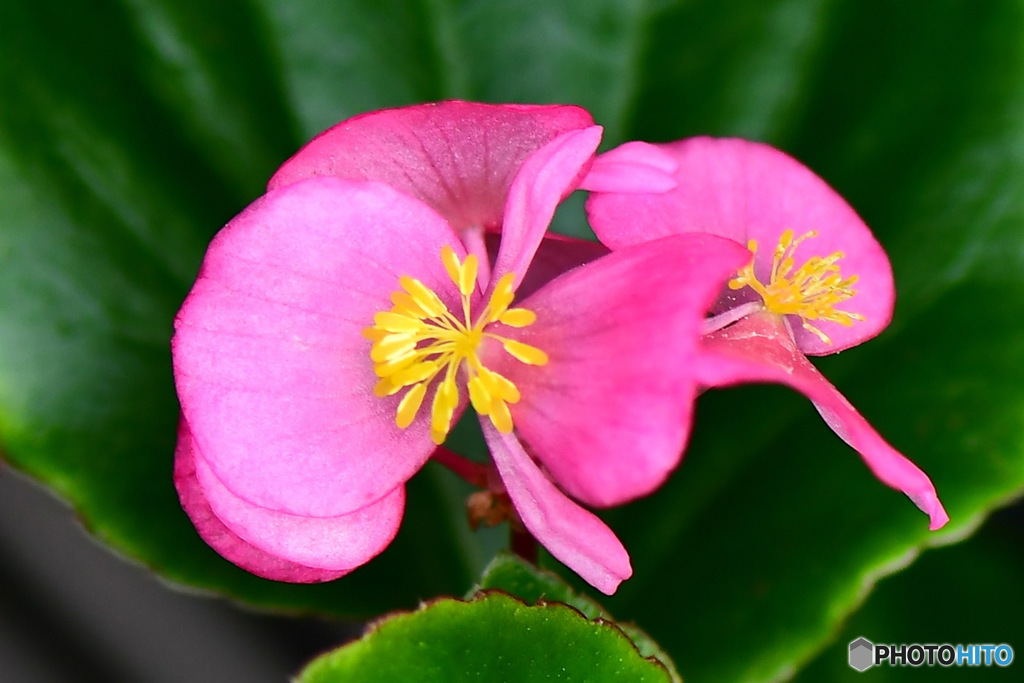 この時期に庭に咲いた春の花 22-490