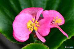 この時期に庭に咲いた春の花 22-490