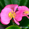 この時期に庭に咲いた春の花 22-490