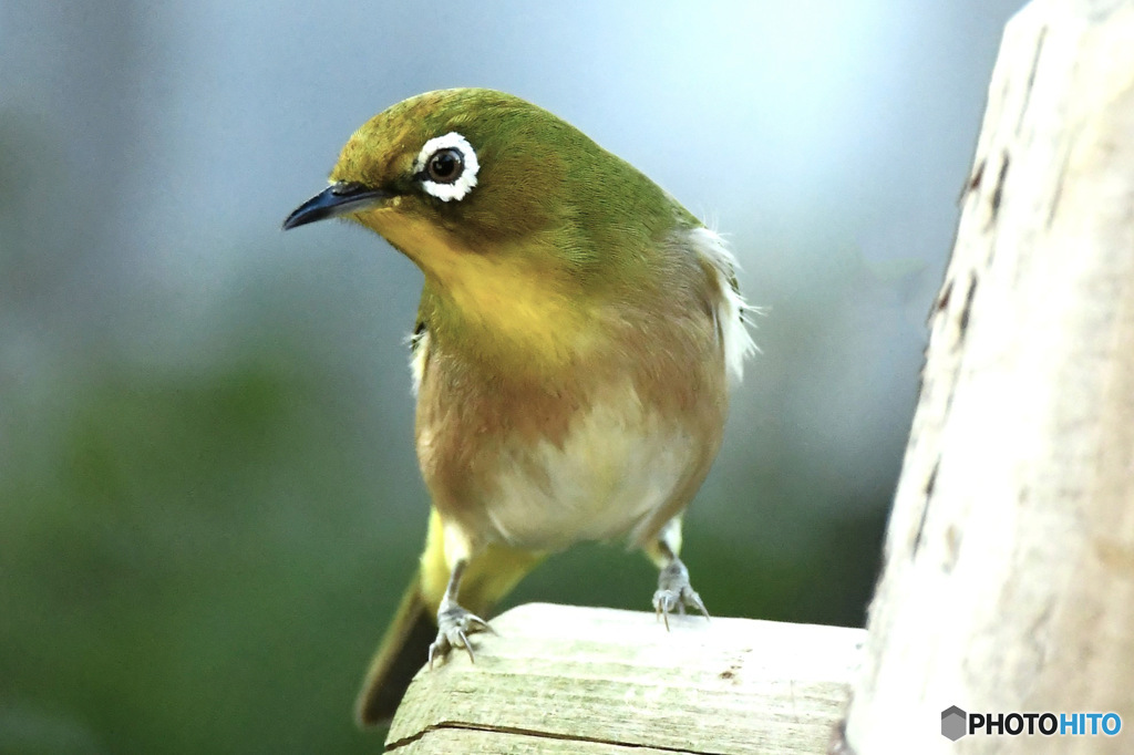 野山の鳥  メジ君風に吹かれて