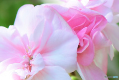 庭に咲いた淡いピンクの花 ② 23-179