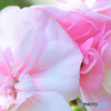 庭に咲いた淡いピンクの花 ② 23-179