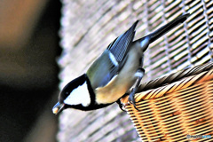 野山の鳥  21-162  四十雀さん