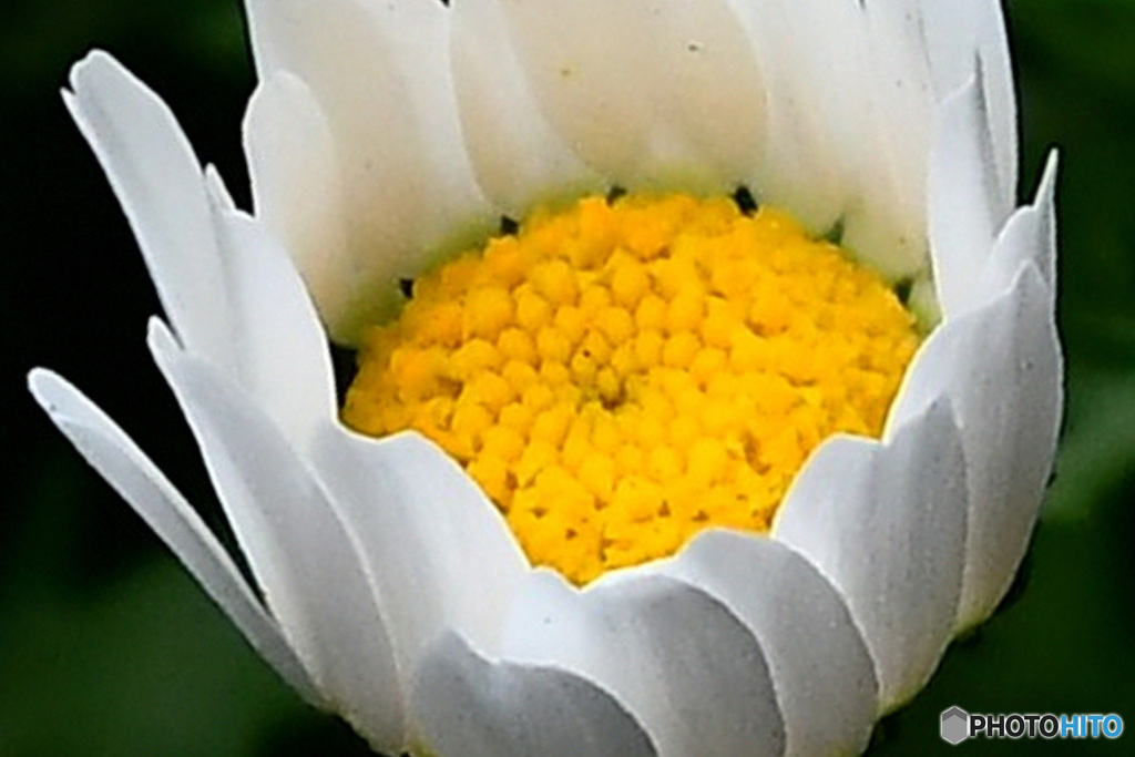 庭に咲いた花   22-152