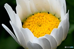 庭に咲いた花   22-152