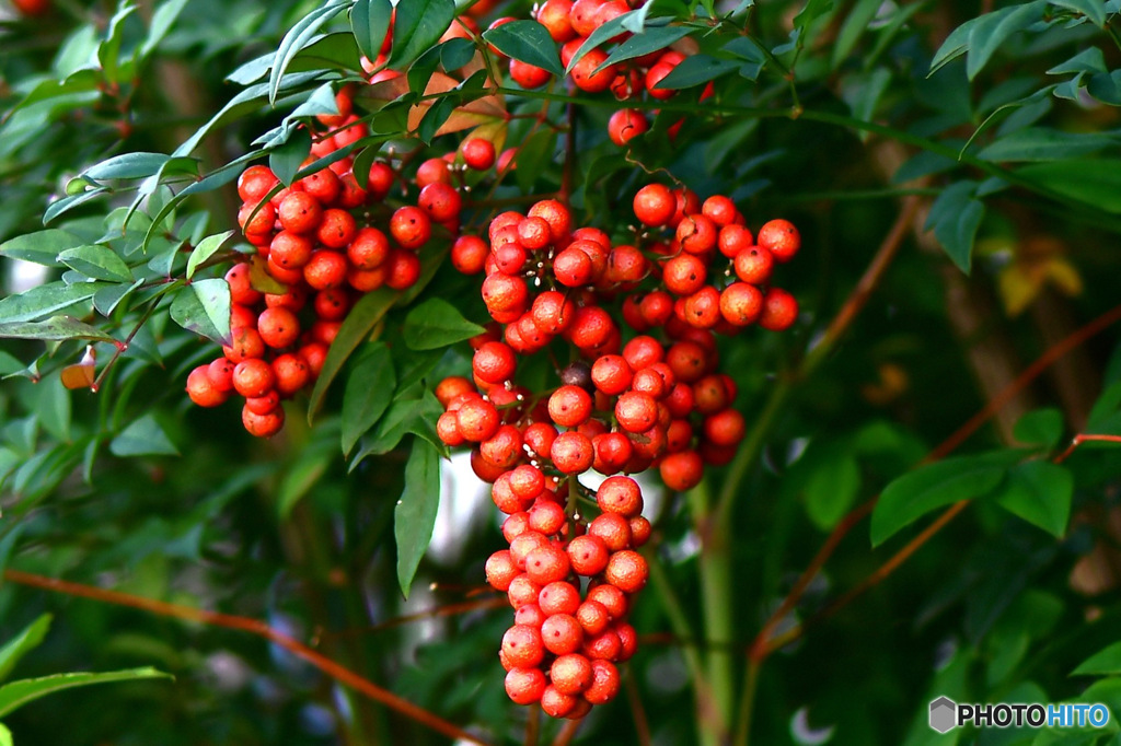 たわわに実った南天 