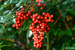 たわわに実った南天 