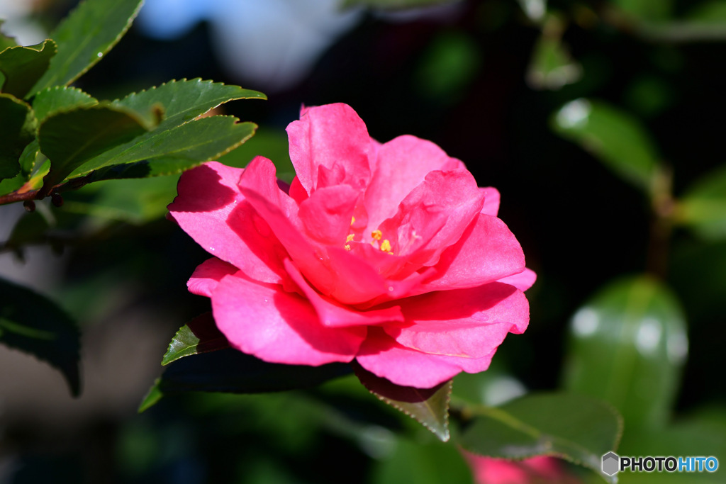 庭に咲いたサザンカの花 23-022