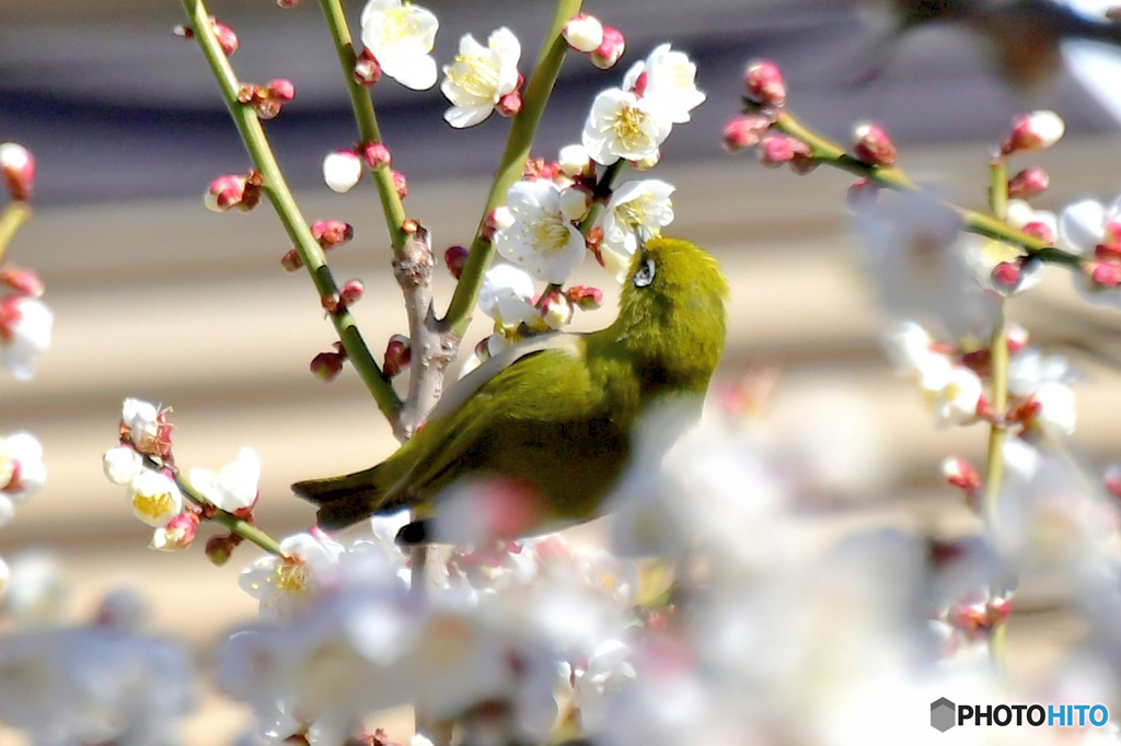 野山の鳥 ウメジロー  ⑧