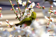 野山の鳥 ウメジロー  ⑧
