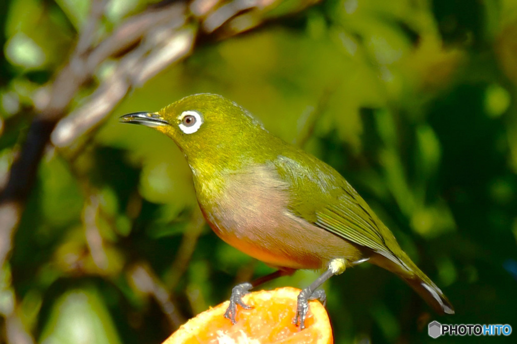 野山の鳥 メジ君
