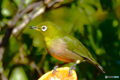  野山の鳥 メジ君 