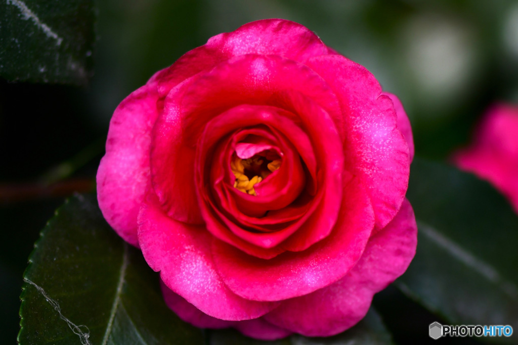 庭に咲いたサザンカの花 