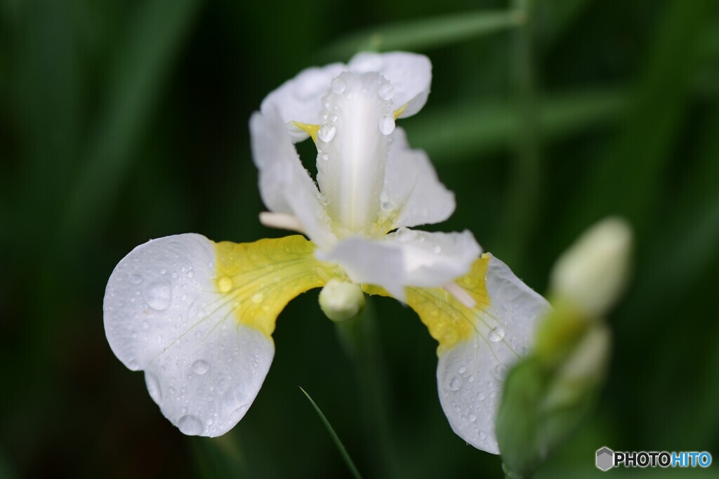 雨の日に一輪咲いた白い花