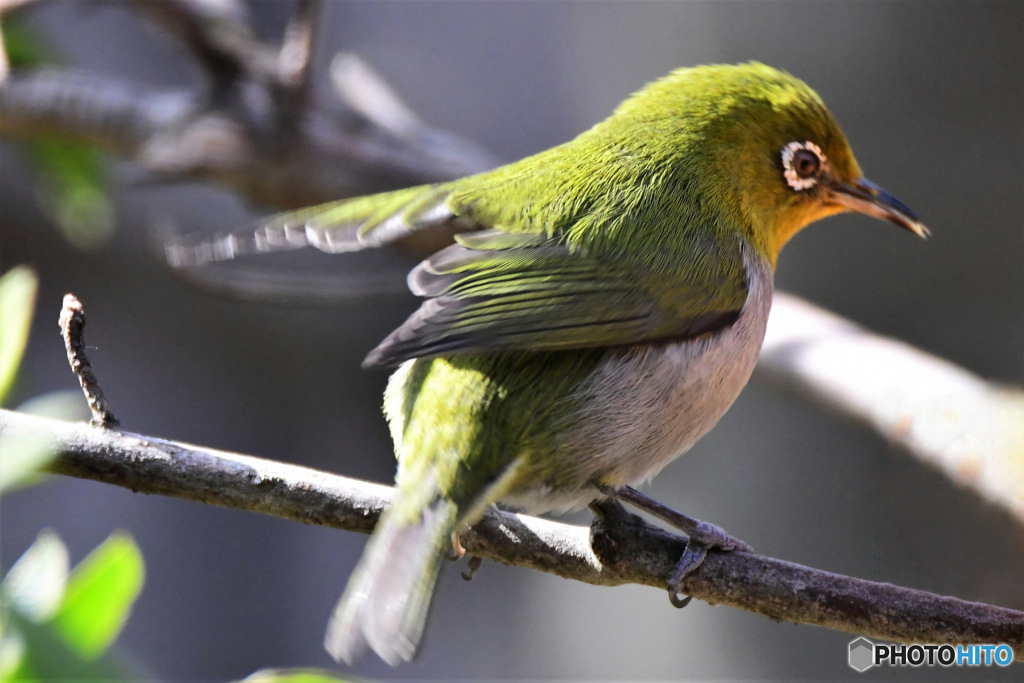 野山の鳥 23-125 メジ君