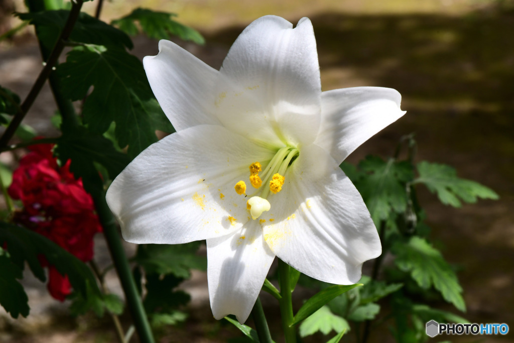   庭に咲いた一輪のユリの花 