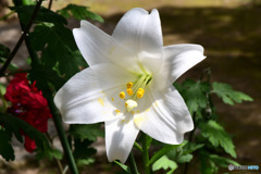   庭に咲いた一輪のユリの花 