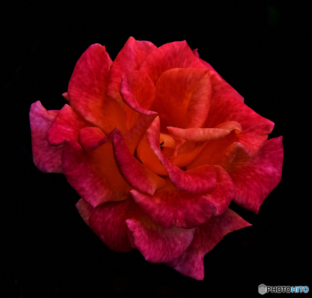 園に咲いていたバラの花