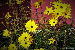 プランターに咲いた花  338