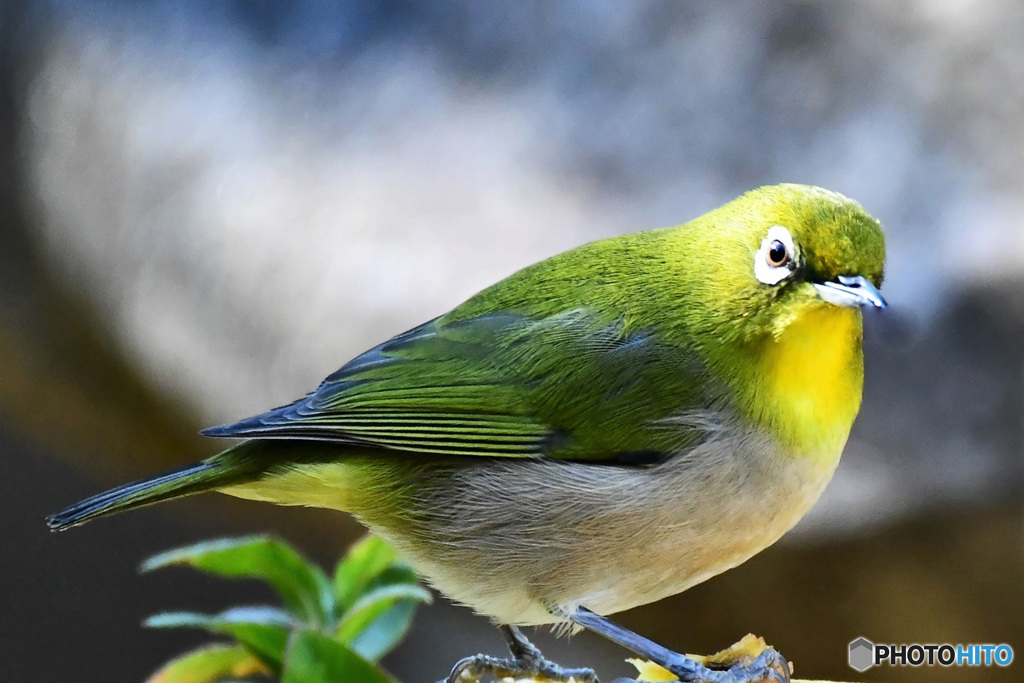 野山の鳥 22-073 メジ君