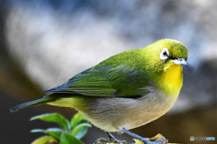 野山の鳥 22-073 メジ君