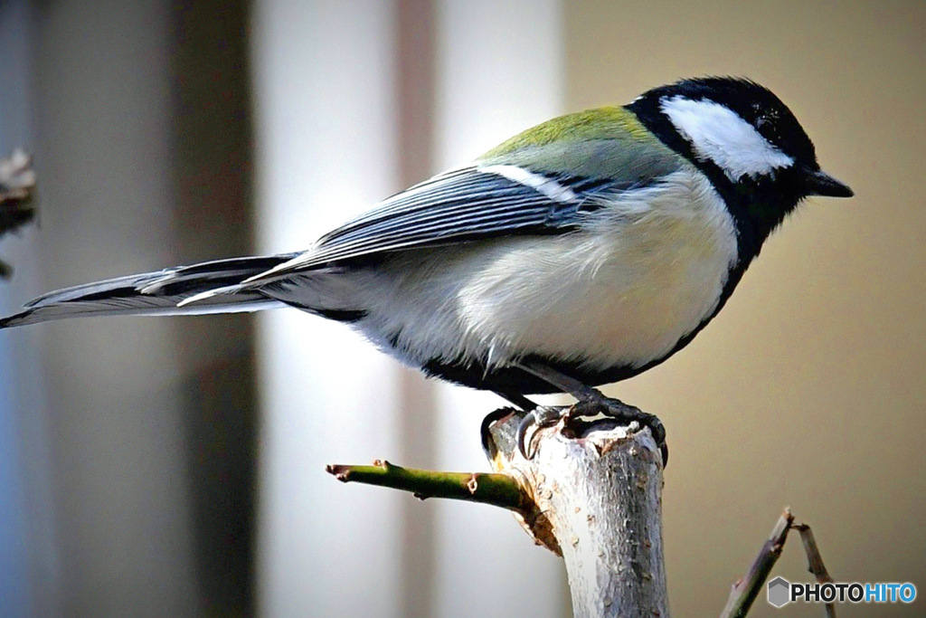 野山の鳥  四十雀さん