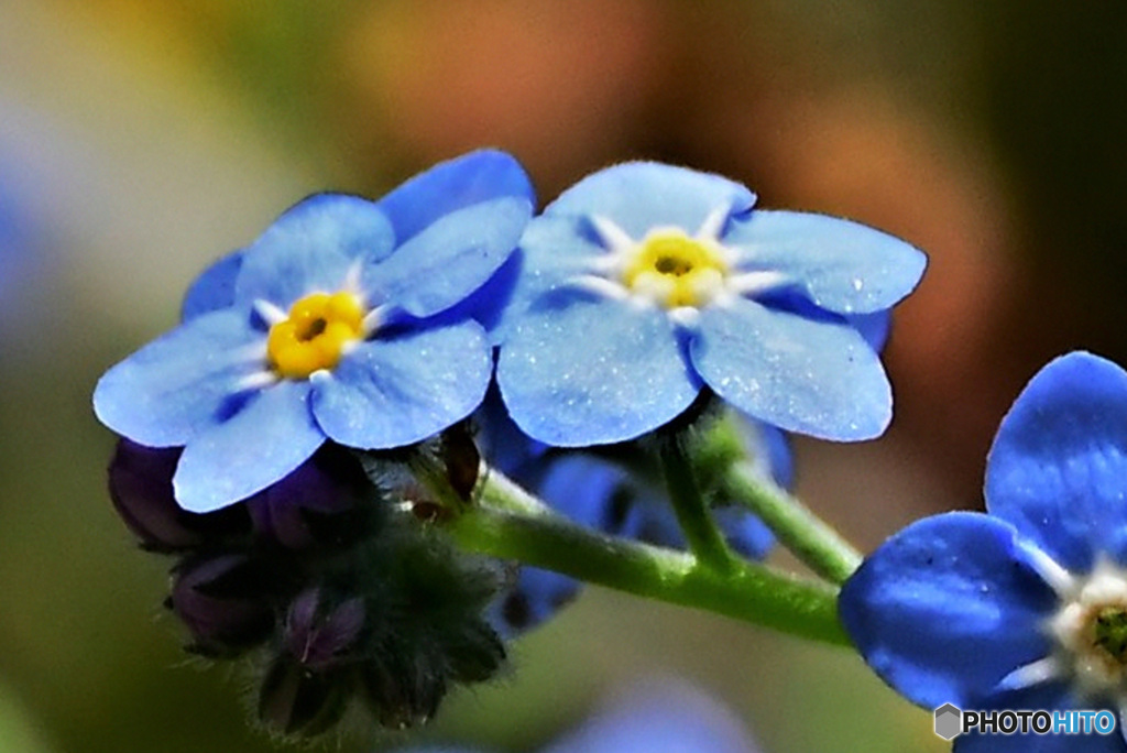 庭に咲いた勿忘草の小さな花 22-219