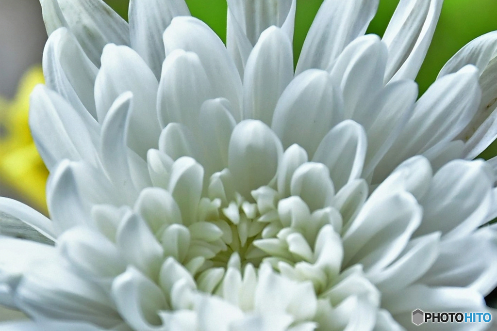 秋の花 白い菊 22-441