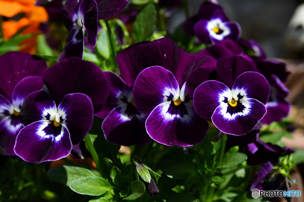 春に咲いた花  22-010 