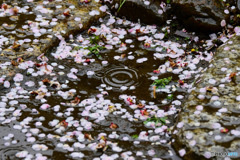 3月3日の雨で梅の花が散ってしまいました