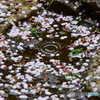 3月3日の雨で梅の花が散ってしまいました