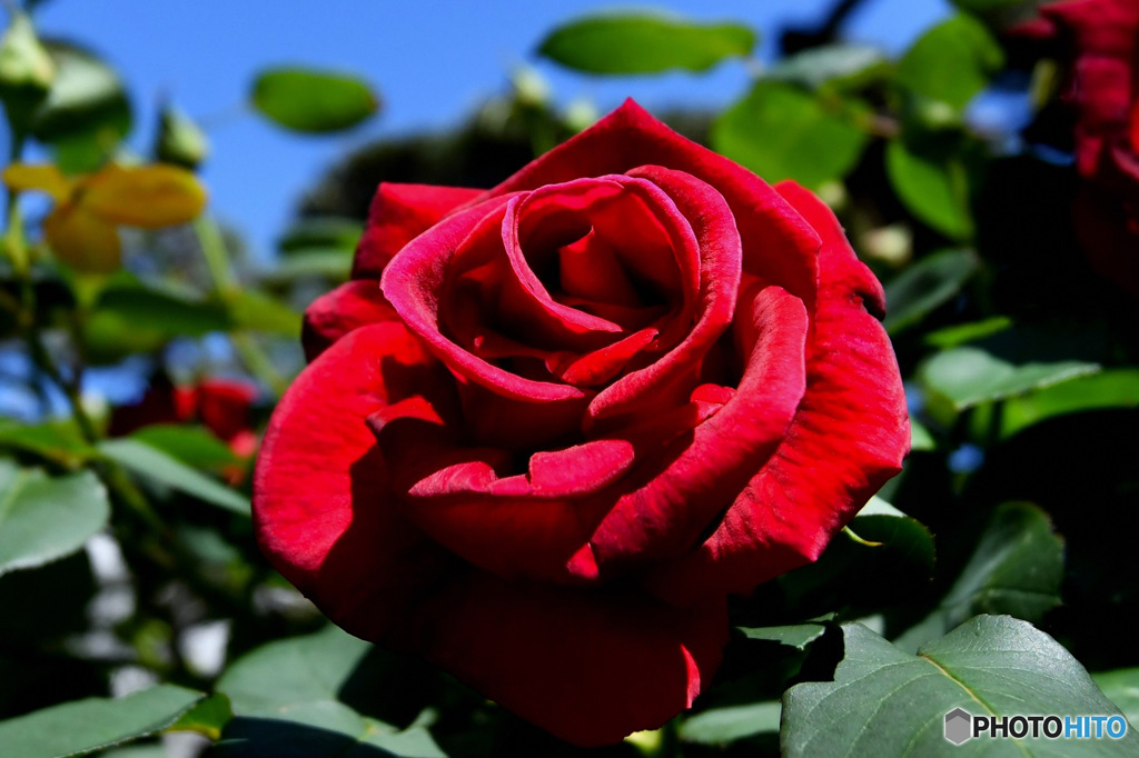 庭に咲いた薔薇