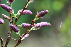 藤の花の蕾 冷たい雨に打たれる