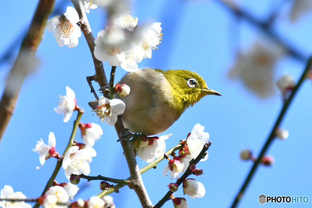 野山の鳥  21-339  メジ君