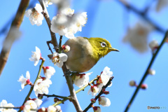 野山の鳥  21-339  メジ君