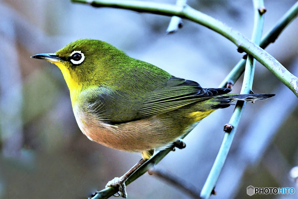 野山の鳥 22-032 メジ君