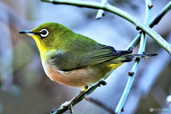 野山の鳥 22-032 メジ君