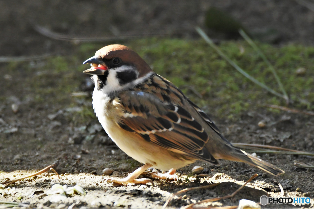 野山の鳥  すずめドン
