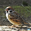 野山の鳥  すずめドン